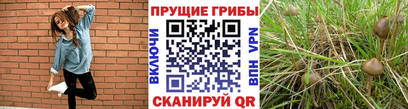 наркота  Южно-Сухокумск  Галлюциногенные грибы Magic Shrooms 